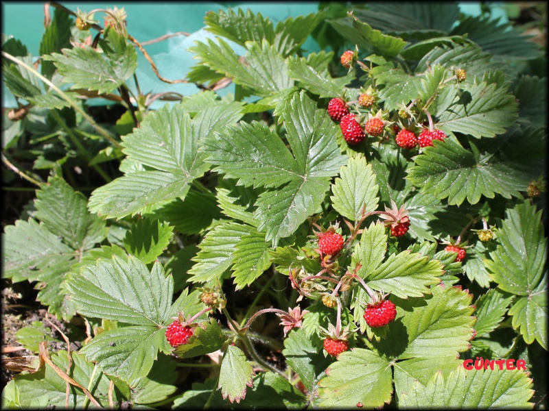 [Bild: erdbeeren2905202021jjt.jpg]