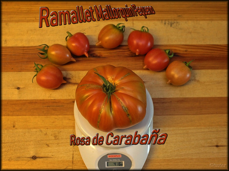 [Bild: rosalagertomate0udd8.jpg]