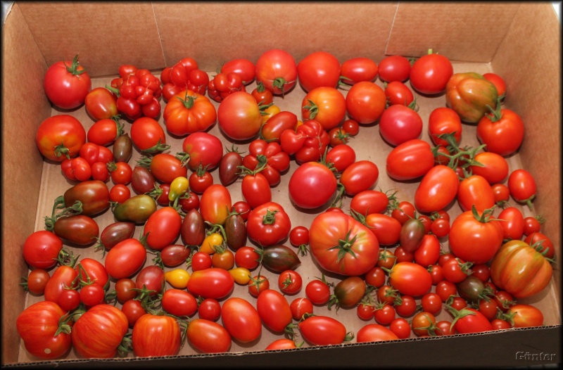 [Bild: tomaten201609053nrix.jpg]