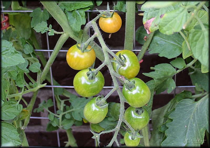 [Bild: tomaten3cjm1.jpg]