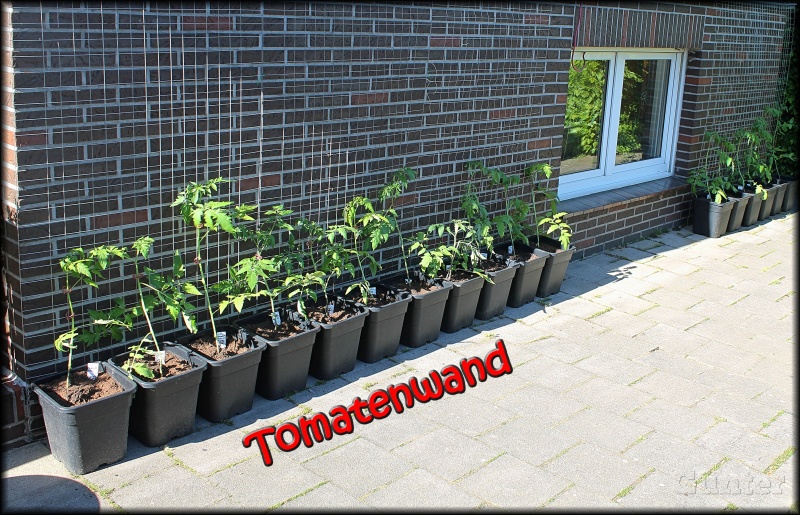 [Bild: tomatenwand05052018-kiqorv.jpg]